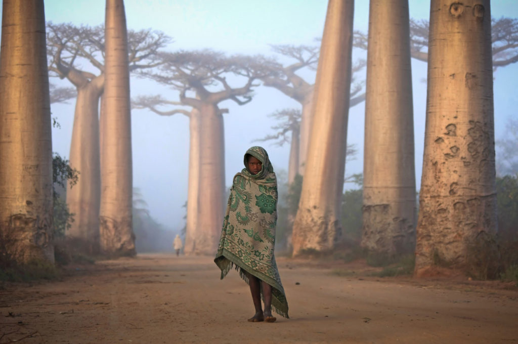 Chica camina a través de arboles baobab